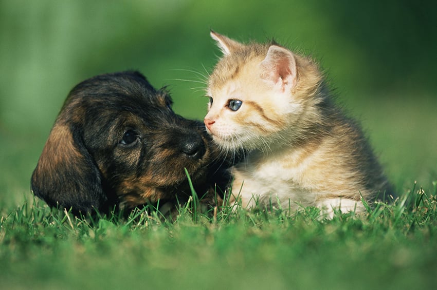 Chiot et chaton qui jouent dans l'herbe